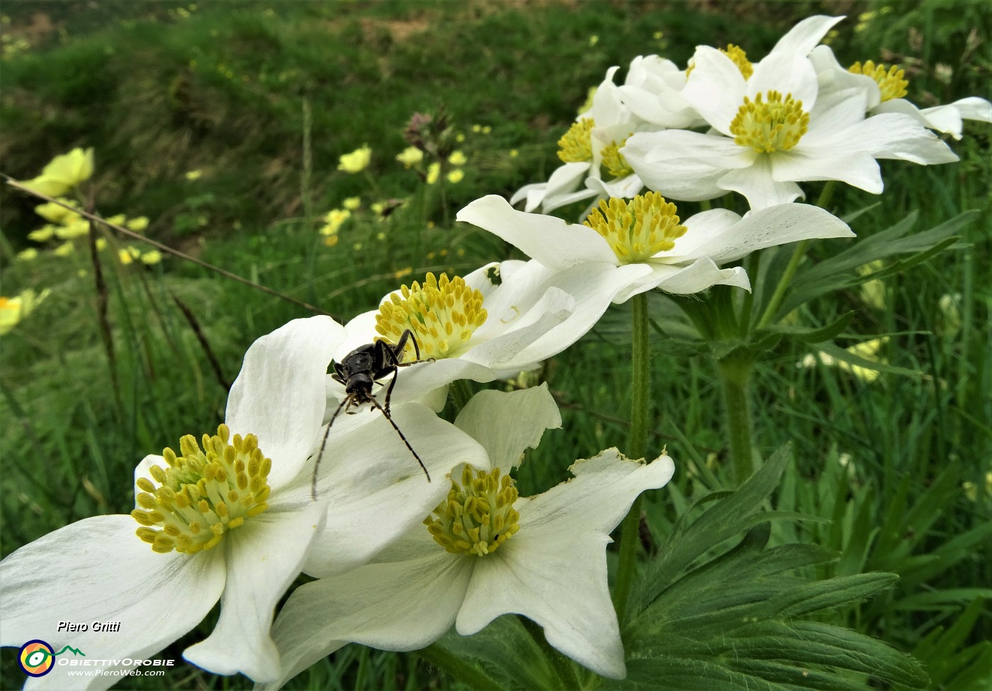 04 Anemoni narcissini (Anemonastrum narcissiflorum) con ospite.JPG